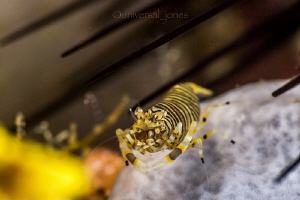 "Bumble Bee Shrimp with Urchin" by Wayne Jones 